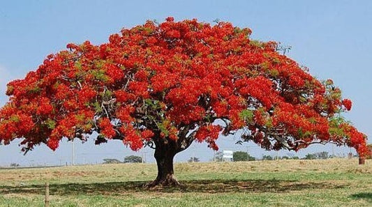 Flame Tree Seeds - Tropical Flowering Tree - Stunning Red Flowers