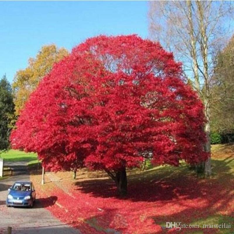 Flame Tree Seeds - Tropical Flowering Tree - Stunning Red Flowers