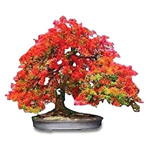 Bonsai Flame Tree Seeds - Tropical Flowering Tree - Stunning Red Flowering Bonsai Tree