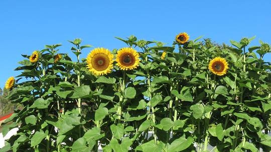 Skyscraper Sunflower Seeds for Planting | 20 Pack of Seeds | Huge 15-20 feet Tall with Giant Sunflowers