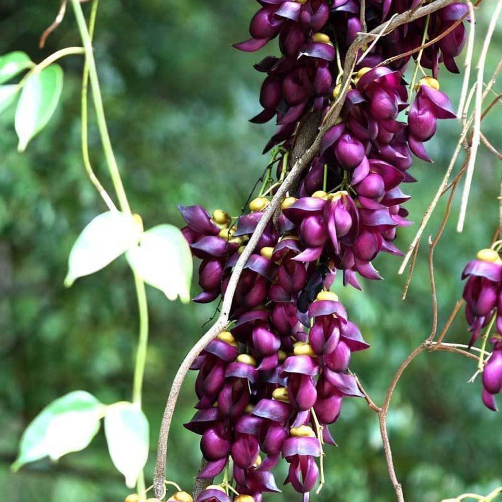 Climbing Jade Vine Seeds to Plant - 3 Big Healthy Seeds - Mucuna Sempervirens Seeds to Grow - Rare