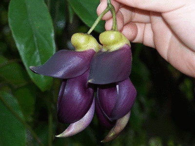 Climbing Jade Vine Seeds to Plant - 3 Big Healthy Seeds - Mucuna Sempervirens Seeds to Grow - Rare