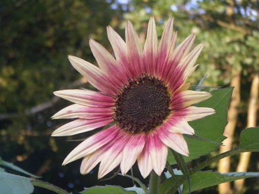 Indian Blanket Sunflower Seeds to Grow | 25+ Seeds | Grow Exotic Indian Blanket Sunflowers