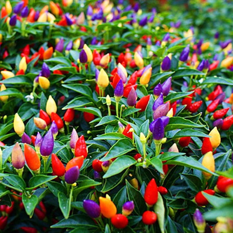 5 Color Pepper Plant Seeds for Planting | Exotic Garden Seeds to Grow Multicolored Peppers | Amazing Edible Food!