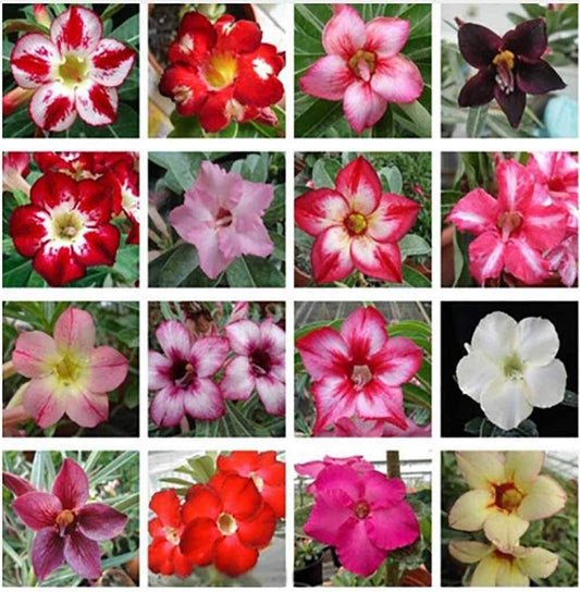 Desert Rose Seeds to Grow | 10 Pack | Highly Prized Multicolored Flowering Bonsai | Adenium Obesum,10 Seeds to Grow