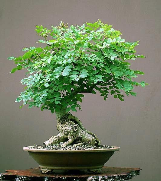 Tree of Life Bonsai Seeds | Grow a Moringa Tree Bonsai, Highly Nutritious Leaves and Seeds, Edible and Tasty Ships from Iowa USA