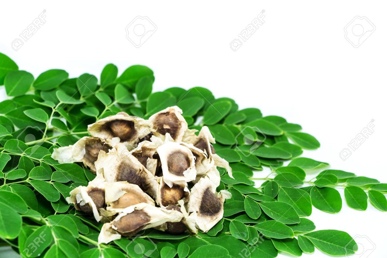 Moringa Tree Seeds for Planting | 20+ Seeds | Miracle Tree or Tree of Life