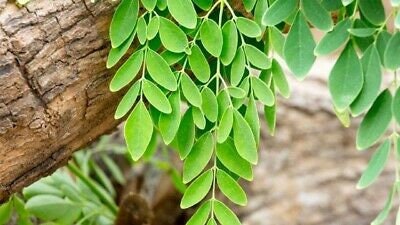 Moringa Tree Seeds for Planting | 20+ Seeds | Miracle Tree or Tree of Life