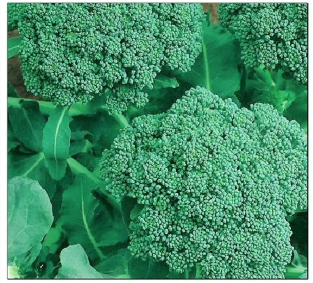 250 Broccoli Seeds | Non-GMO | Fresh Garden Seeds | Heirloom Green Sprouting Calabrese | Made in USA. Ships from Iowa
