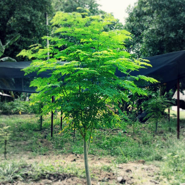 Moringa Tree Seeds | 20+ Seeds | Grow a Moringa Tree or Bonsai, Highly Nutritious Leaves and Seeds, Edible and Tasty Ships from Iowa USA