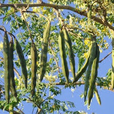 Moringa Tree Seeds | 20+ Seeds | Grow a Moringa Tree or Bonsai, Highly Nutritious Leaves and Seeds, Edible and Tasty Ships from Iowa USA