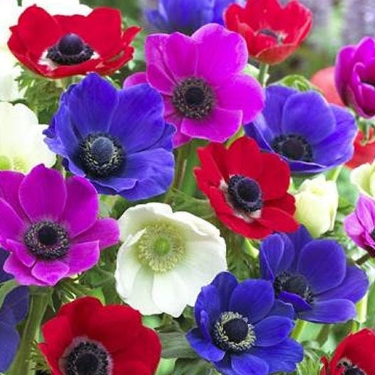 10 Anemone Bulbs for Planting, Vibrant and Beautiful Blooming Perennials