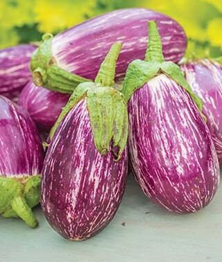 Striped Eggplant Seed for Planting | Ships from Iowa, USA | Non-GMO Exotic Heirloom Vegetables | Great Gift