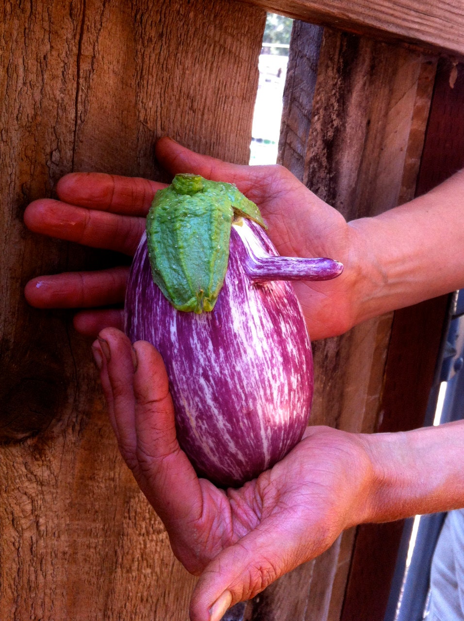 Striped Eggplant Seed for Planting | Ships from Iowa, USA | Non-GMO Exotic Heirloom Vegetables | Great Gift