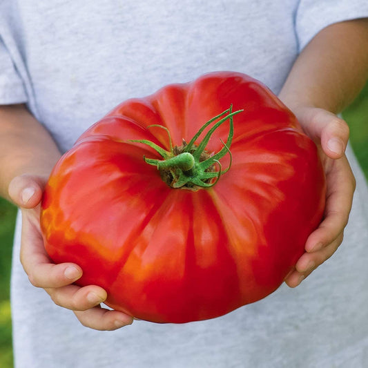 Beefsteak Tomato Seeds for Planting | Grow Delicious Beefsteak Tomatoes | Premium Heirloom Organic Seeds, Gardeners Choice