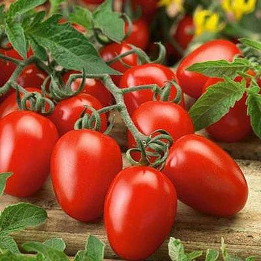 Roma Tomato Seeds | 50+ Seeds | Grow Your Own Food | #1 Selling Tomato Hot Pick & ON Sale!