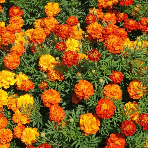 Marigold Seeds for Planting - 500+ Seeds - Beautiful Multi Colored Flowers