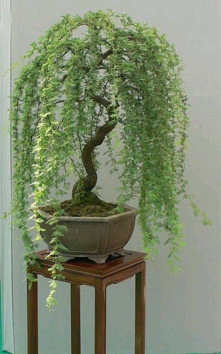 Bonsai Green Weeping Willow Tree - Thick Trunk Cutting - Exotic Bonsai Material