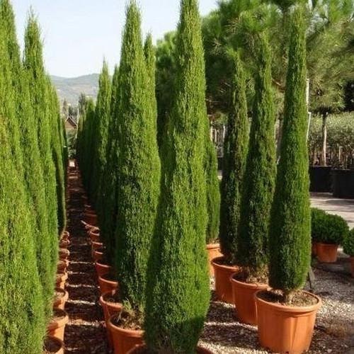 Italian Cypress Seeds for Planting | 50 Seeds | Exotic Evergreen Tree Seeds to Grow, Great for Landscaping and Hedge Rows