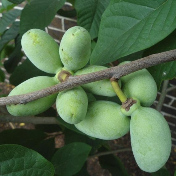 Paw paw Tree Seeds for Planting | 6 Seeds | Edible Fruit Tree, Fun and Easy to Grow Your Own Food, Exotic Edible Papaya Tree Seeds