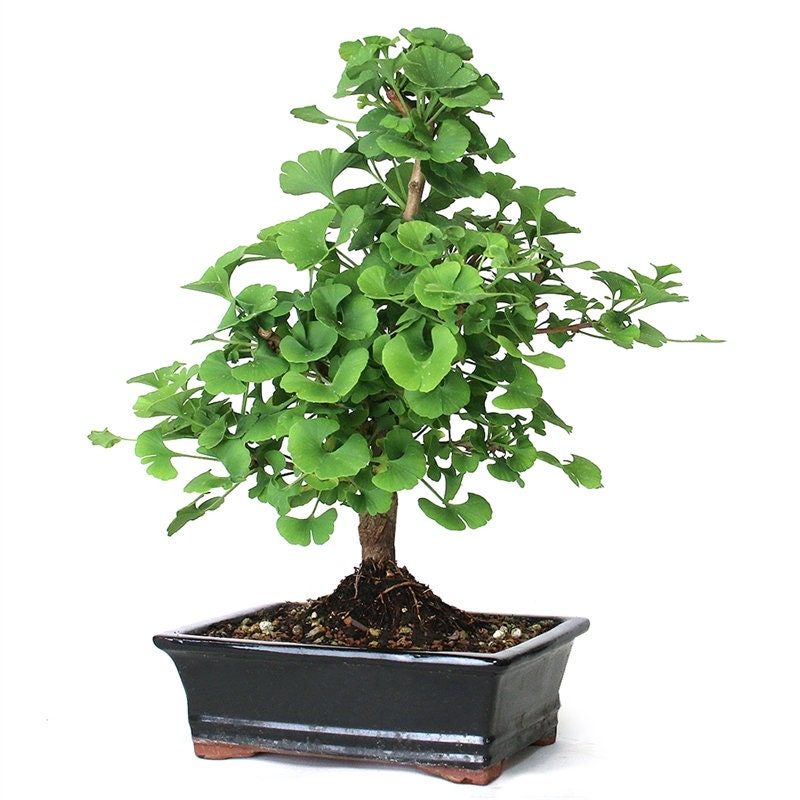 Bonsai Ginko Biloba Tree Seeds to Plant - 5 Seeds - Edible Leaves Promote Memory and Vigor