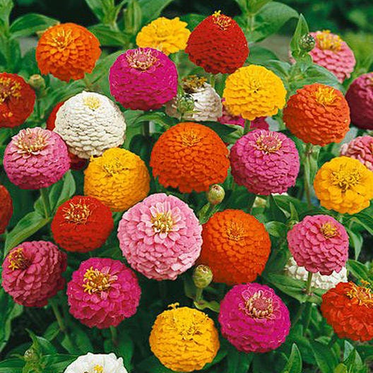 Zinnia Lilliput Seeds for Planting - Approx 500 Seeds - Grow Vibrant Mixed Color Zinnias.