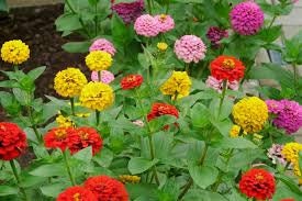 Zinnia Lilliput Seeds for Planting - Approx 500 Seeds - Grow Vibrant Mixed Color Zinnias.