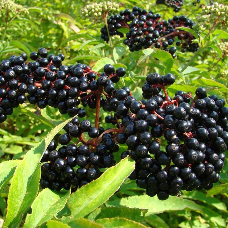 American Elderberry Seeds - Sambucus Canadensis - Non-GMO Seeds, Grown and Shipped from Iowa. Made in USA