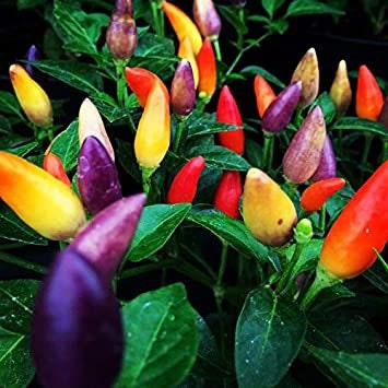 5 Color Pepper Plant Seeds for Planting | Exotic Garden Seeds to Grow Multicolored Peppers | Amazing Edible Food!