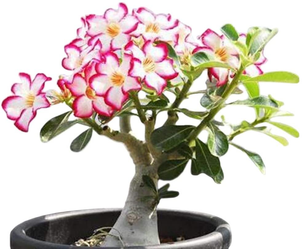 Desert Rose Seeds to Grow | 10 Pack | Highly Prized Multicolored Flowering Bonsai | Adenium Obesum,10 Seeds to Grow