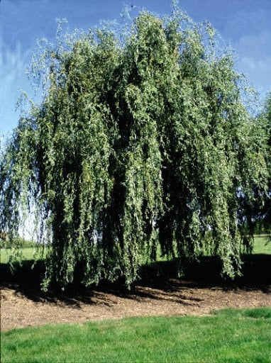 Rare - Weeping Golden Curly Willow Tree Cutting - Grow a Weeping Curly Tree - Exotic and Hard to Find