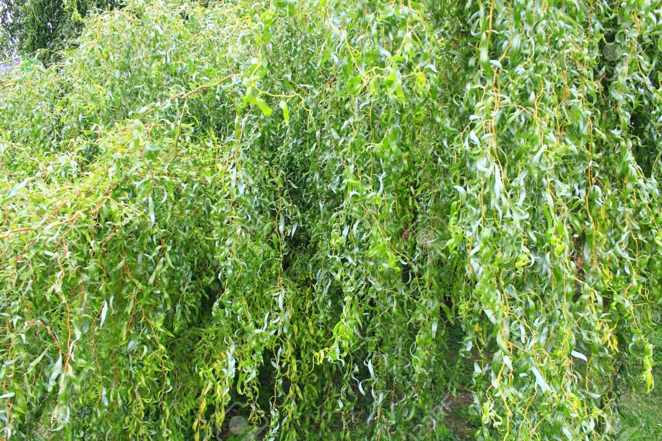 Rare - Weeping Golden Curly Willow Tree Cutting - Grow a Weeping Curly Tree - Exotic and Hard to Find