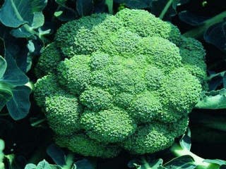 250 Broccoli Seeds | Non-GMO | Fresh Garden Seeds | Heirloom Green Sprouting Calabrese | Made in USA. Ships from Iowa
