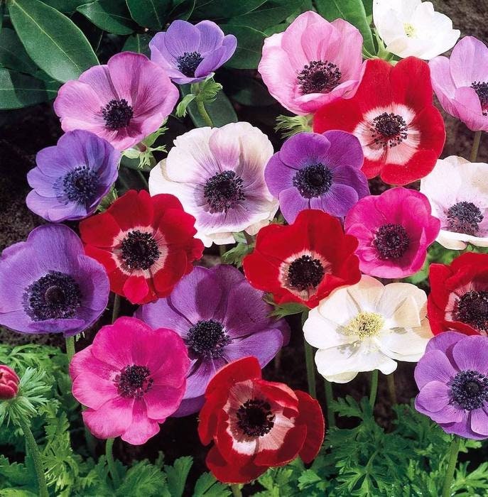 10 Anemone Bulbs for Planting, Vibrant and Beautiful Blooming Perennials
