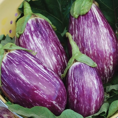 Striped Eggplant Seed for Planting | Ships from Iowa, USA | Non-GMO Exotic Heirloom Vegetables | Great Gift