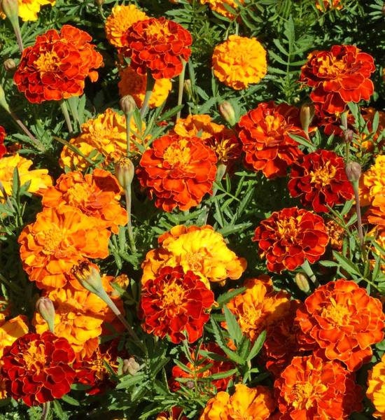 Marigold Seeds for Planting - 500+ Seeds - Beautiful Multi Colored Flowers