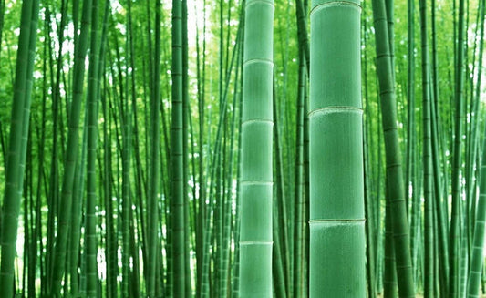 300+ Giant Bamboo Seeds to Grow - Grow Giant Bamboo