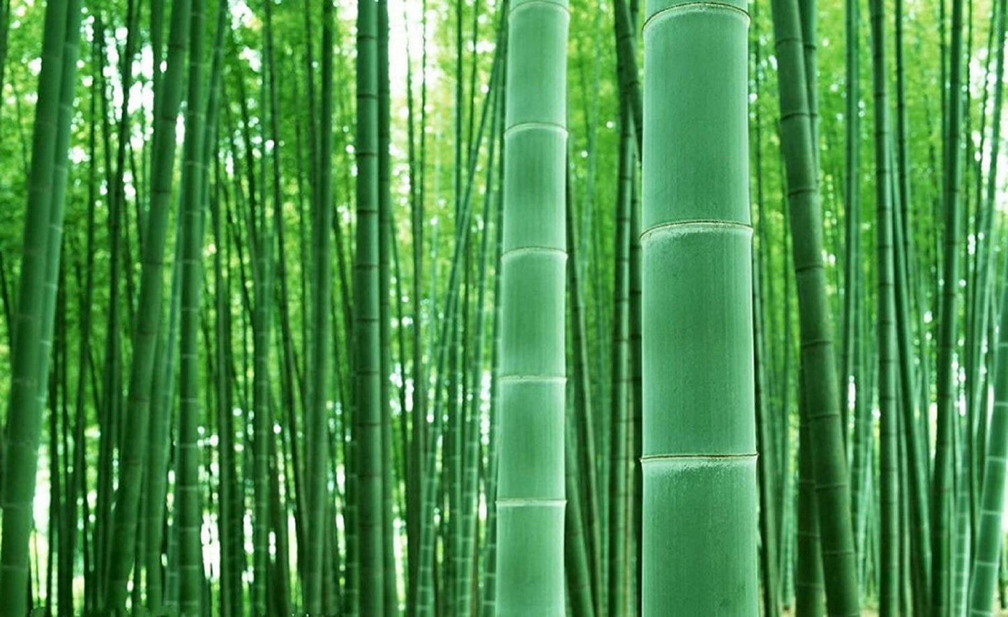 200+ Giant Bamboo Seeds to Grow - Grow Giant Bamboo