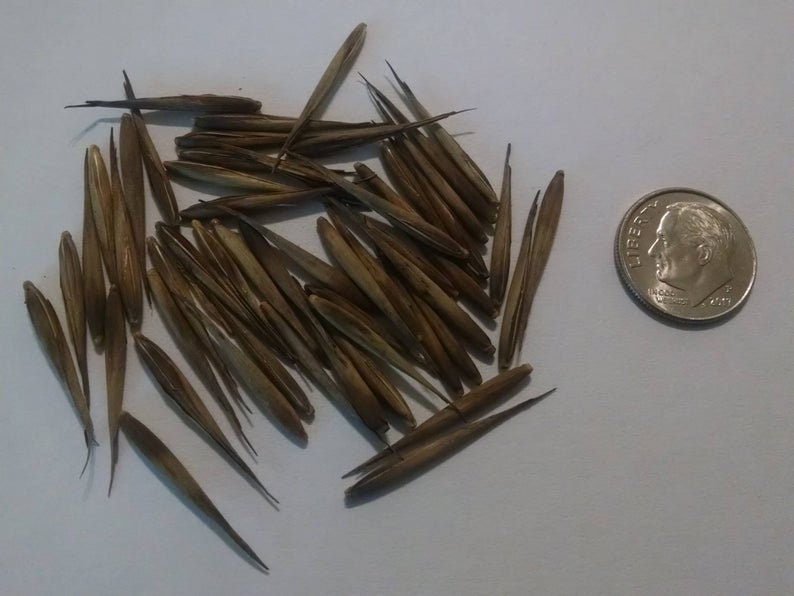 200+ Giant Bamboo Seeds to Grow - Grow Giant Bamboo