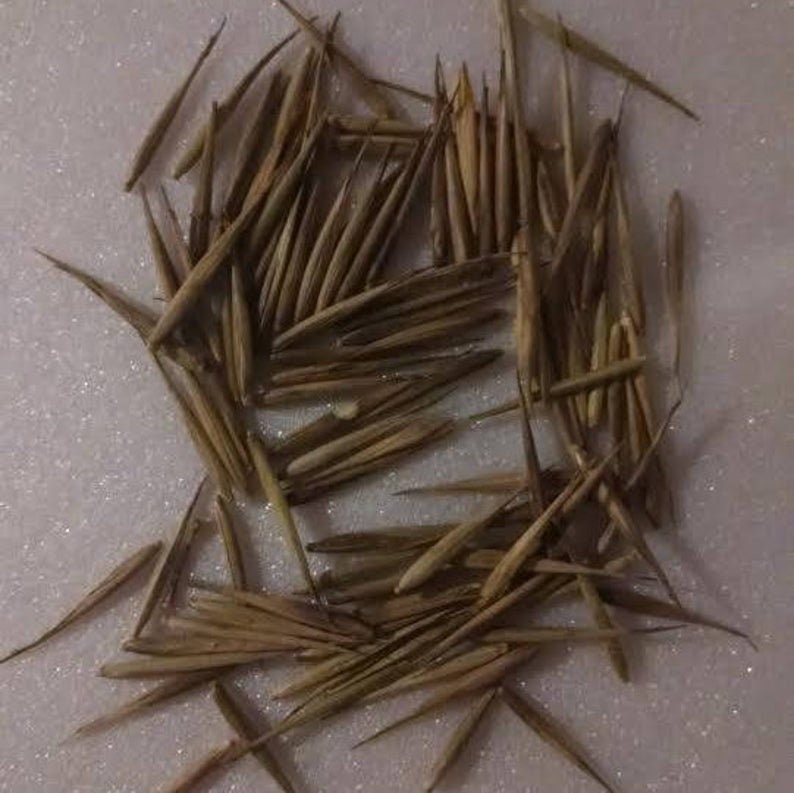 Black Bamboo Seeds for Planting - 300+ Seeds - Grow Black Bamboo, Privacy Screen, Good for Environment - Ships from Iowa