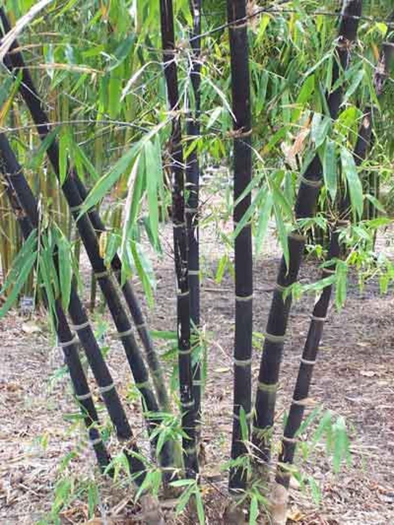 Rare Black Bamboo Seeds for Planting - 100+ Seeds - Grow Black Bamboo, Privacy Screen, Good for Environment - Ships from Iowa