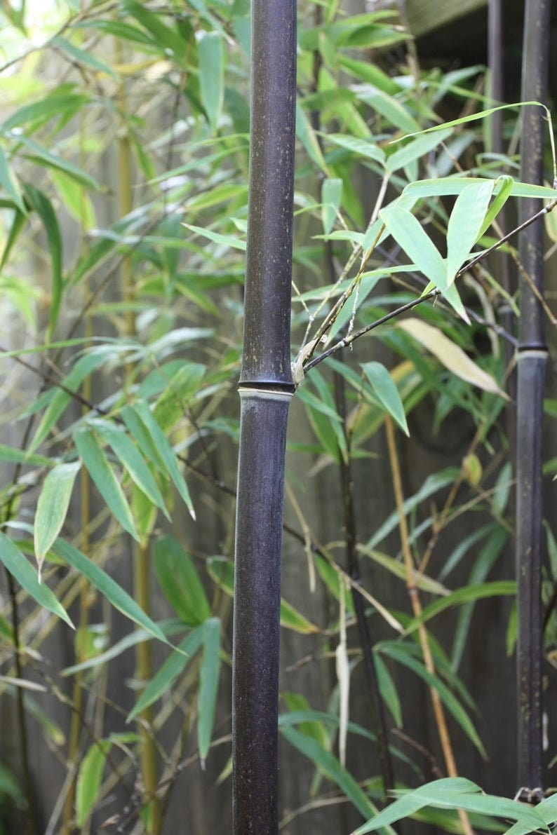 Rare Black Bamboo Seeds for Planting - 100+ Seeds - Grow Black Bamboo, Privacy Screen, Good for Environment - Ships from Iowa