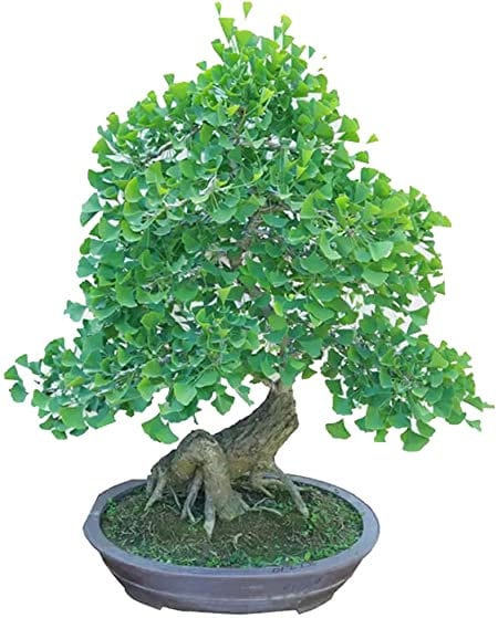 Bonsai Gingko Biloba Tree Seeds to Plant - 5 Seeds - Edible Leaves Promote Memory and Vigor