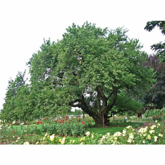 Black Cherry Tree Seeds - 20 Seeds - Grow a Fruit Bearing Bonsai Tree