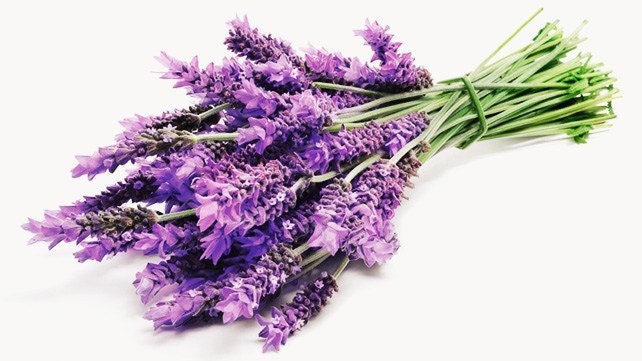 Lavender Seeds for Planting - Over 150 Seeds to Plant English Lavender Flower Herbs. Ships from Iowa, USA