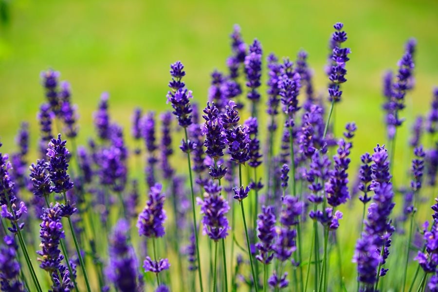 Lavender Seeds for Planting - Over 150 Seeds to Plant English Lavender Flower Herbs. Ships from Iowa, USA