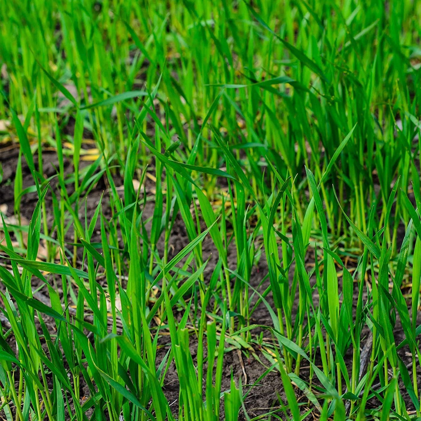 10 Lbs No-Till Winter Rye Seeds - Non-GMO Rye Grain Cover Crop Seeds by CZ Grain  Deer Wildlife