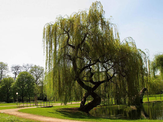 One Golden Weeping Willow Cutting - Iconic and Eye Appealing