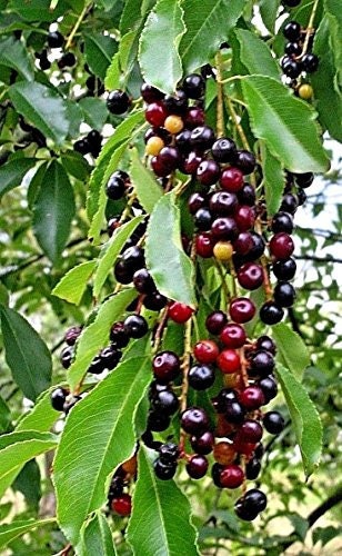 Black Cherry Tree Seeds - 20 Seeds - Grow a Fruit Bearing Bonsai Tree