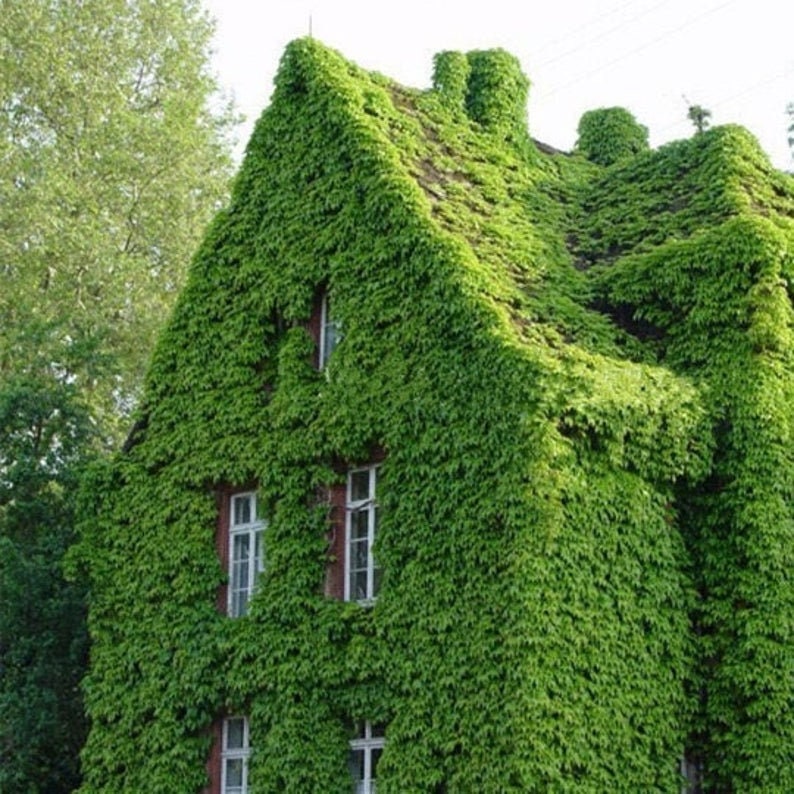 Boston Ivy Seeds - 10 Seeds to Grow - Covers Buildings, Looks Amazing, Japanese Creeper